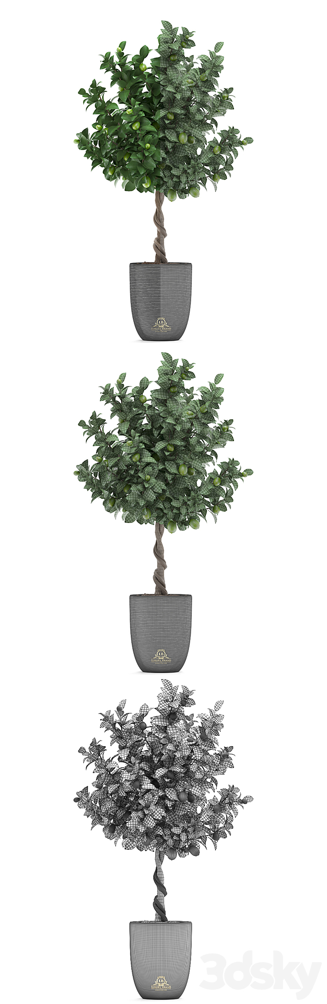 Plant collection 273. Citrus lime. Lemon tree. citrus. fruit tree. flowerpot. pot. outdoor. garden. park. landscaping. eco 3DSMax File - thumbnail 3