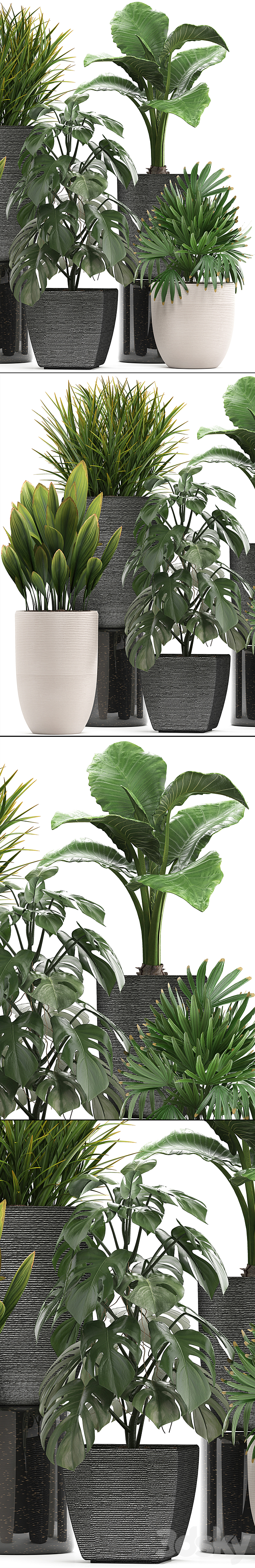 Plant collection 277. palm grass monstera rapis alocasia pot flowerpot 3DS Max Model - thumbnail 2