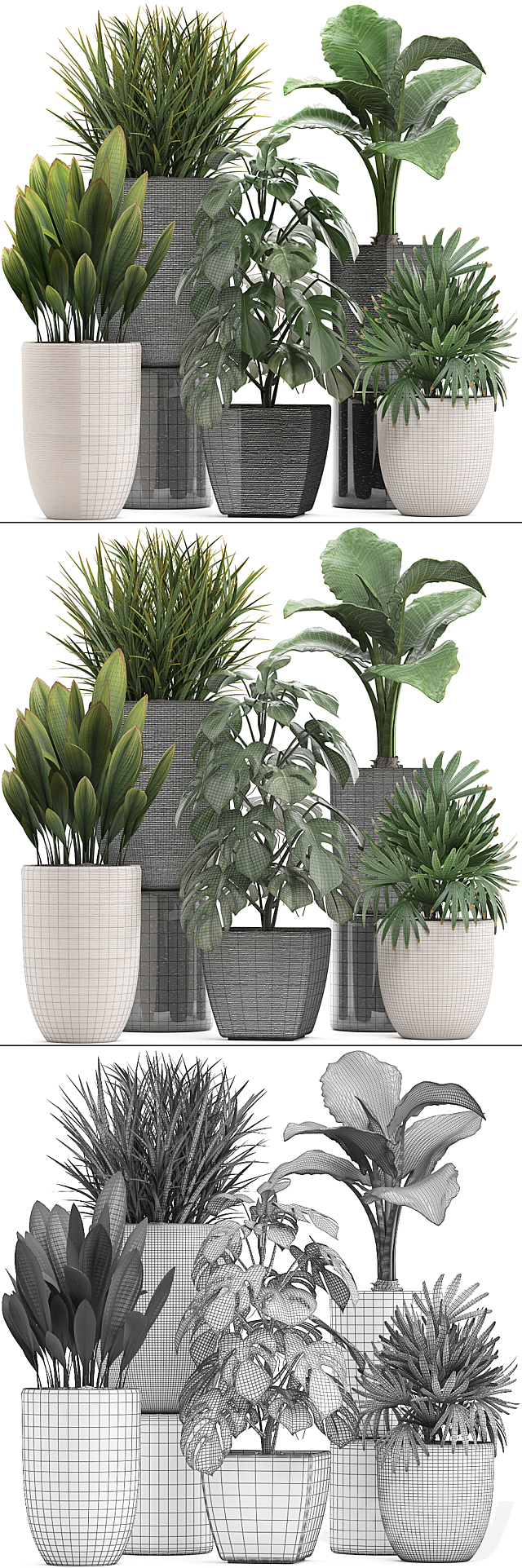 Plant collection 277. palm grass monstera rapis alocasia pot flowerpot 3DS Max Model - thumbnail 3