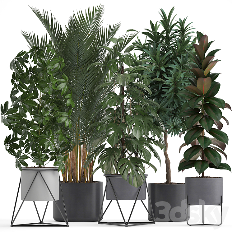 Plant collection 284. Palm Ficus monstera indoor plants shefflera pot stylish flowerpot ficus abidjan Scandinavian style 3DS Max - thumbnail 1