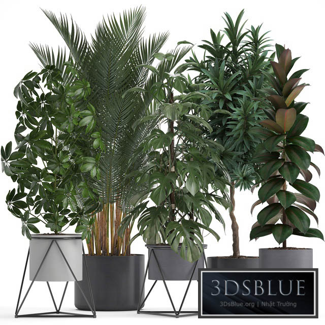 Plant collection 284. Palm Ficus monstera indoor plants shefflera pot stylish flowerpot ficus abidjan Scandinavian style 3DS Max - thumbnail 3