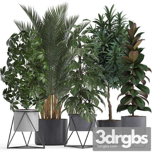 Plant collection 284. palm, ficus, monstera, indoor plants, shefflera, pot, stylish flowerpot, ficus abidjan, scandinavian style - thumbnail 1