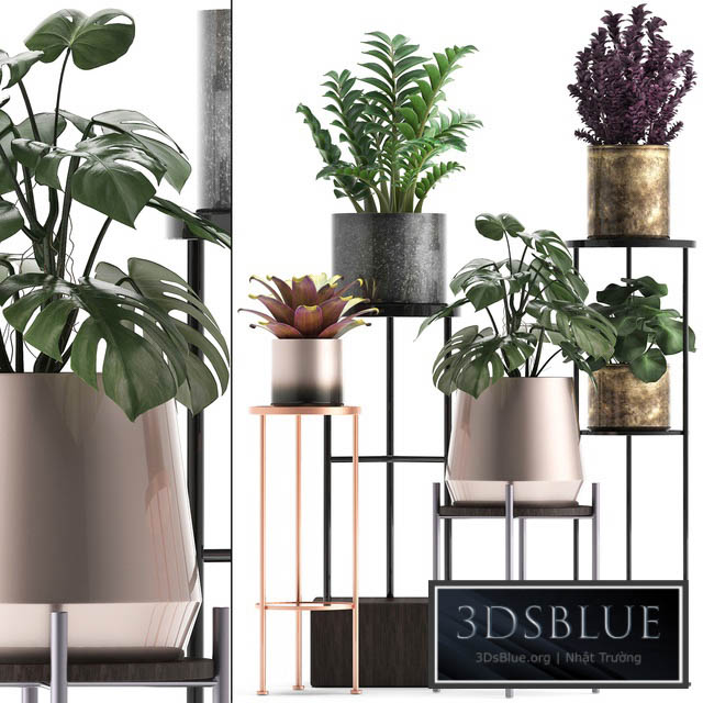 Plant collection 286. Flower shelf pot monstera bromeliad Zamioculcas luxury small plants stand 3DS Max - thumbnail 3