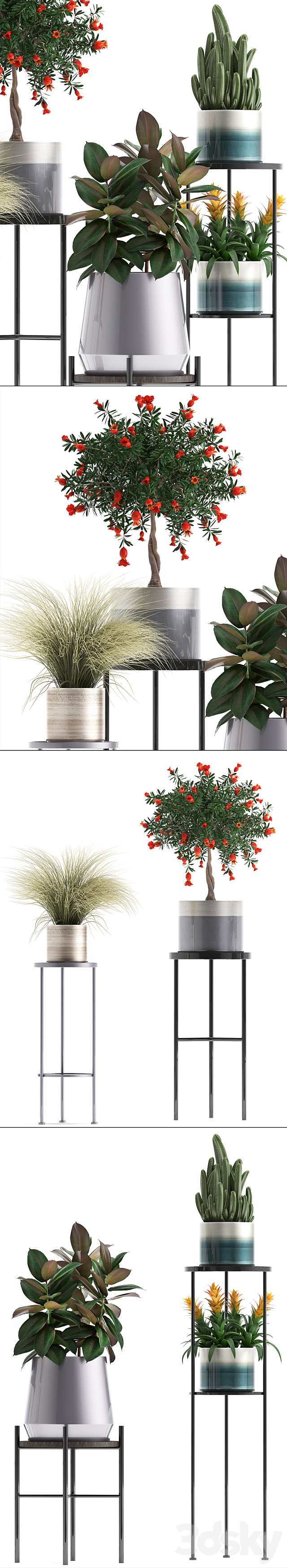 Plant collection 287. Shelf with flowers pomegranate ficus cactus grass bromeliad stand pot luxury ficus abidjan luxury 3DS Max Model - thumbnail 2