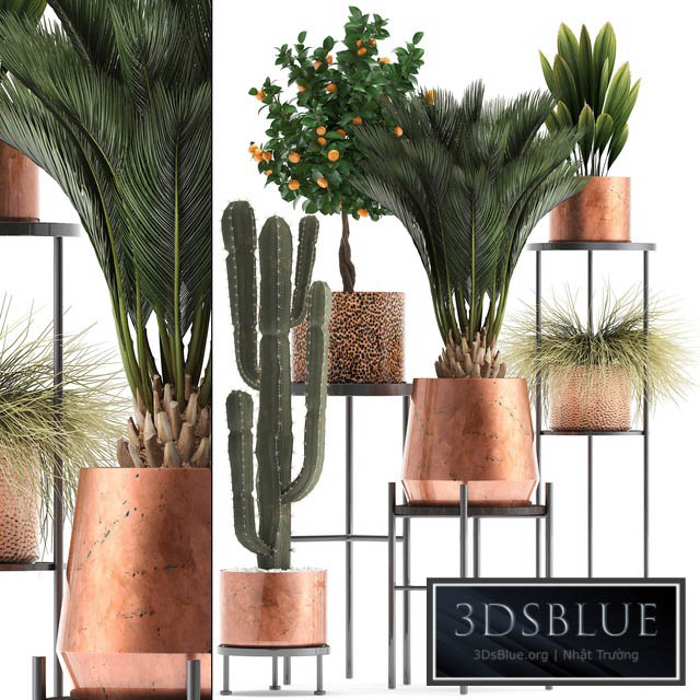 Plant collection 288.  Copper pot shelf with flowers stand cactus palm tree cicada copper tangerine flower bush interior metal loft cycas 3DS Max - thumbnail 3