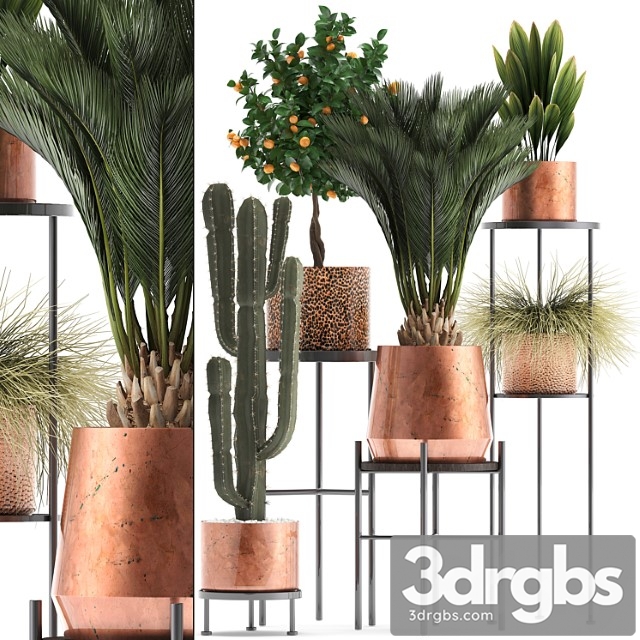 Plant collection 288. copper pot, shelf with flowers, stand, cactus, palm tree, cicada, copper, tangerine, flower, bush, interior, metal, loft, cycas - thumbnail 1