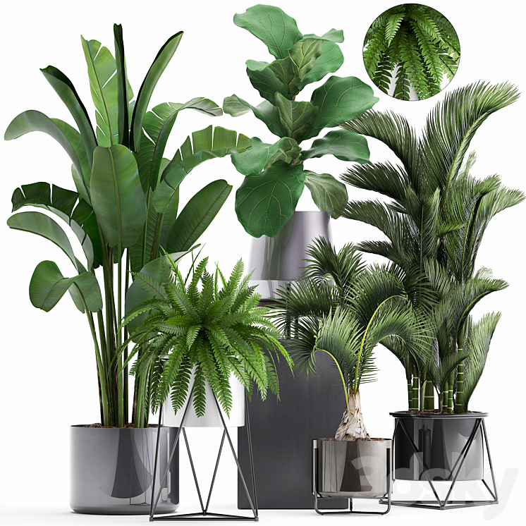 Plant collection 290. Indoor plants ficus lyrata Dipsis palm tree fern black pot flowerpot strelitzia luxury decor thickets 3DS Max - thumbnail 1