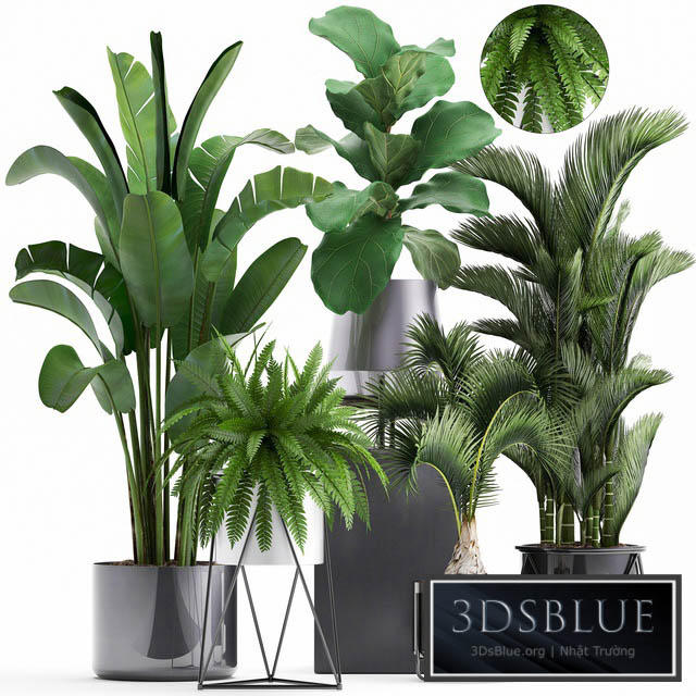 Plant collection 290. Indoor plants ficus lyrata Dipsis palm tree fern black pot flowerpot strelitzia luxury decor thickets 3DS Max - thumbnail 3