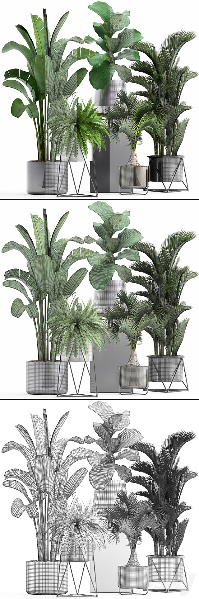 Plant collection 290. Indoor plants. ficus lyrata. Dipsis. palm tree. fern. black pot. flowerpot. strelitzia. luxury decor. thickets 3DSMax File - thumbnail 3