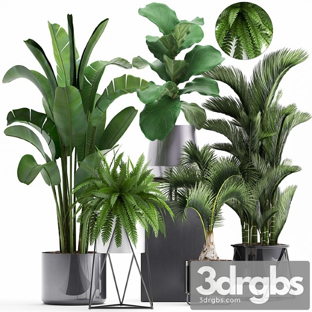 Plant collection 290. indoor plants, ficus lyrata, dipsis, palm tree, fern, black pot, flowerpot, strelitzia, luxury decor, thickets - thumbnail 1