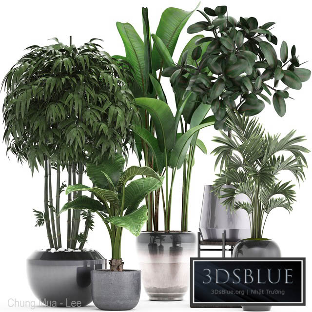 Plant collection 291. Bamboo Banana ficus Robusta Hovea alocasia flowerpot indoor plants ficus abidjan interior home strelitzia 3DS Max - thumbnail 3