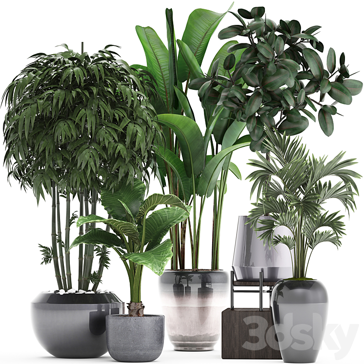 Plant collection 291. Bamboo Banana ficus Robusta Hovea alocasia flowerpot indoor plants ficus abidjan interior home strelitzia 3DS Max - thumbnail 1