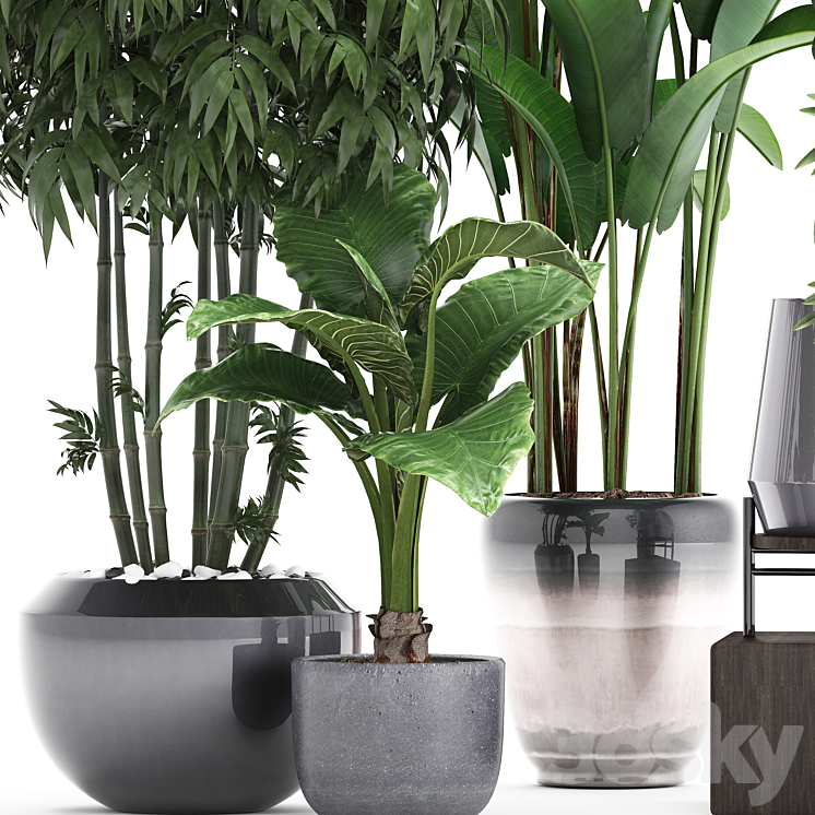 Plant collection 291. Bamboo Banana ficus Robusta Hovea alocasia flowerpot indoor plants ficus abidjan interior home strelitzia 3DS Max - thumbnail 2