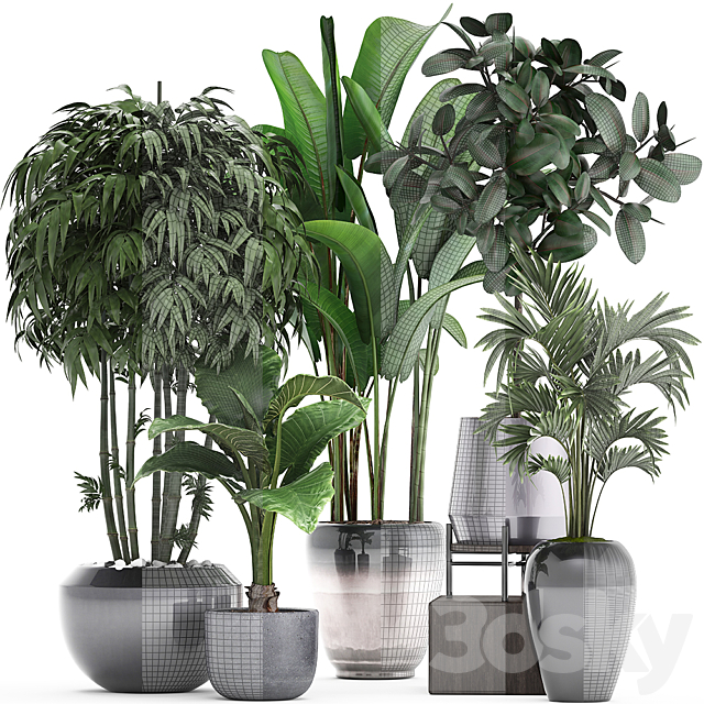 Plant collection 291. Bamboo. Banana. ficus Robusta. Hovea. alocasia. flowerpot. indoor plants. ficus abidjan. interior. home. strelitzia 3DSMax File - thumbnail 3