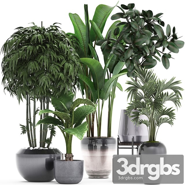 Plant collection 291. bamboo, banana, ficus robusta, hovea, alocasia, flowerpot, indoor plants, ficus abidjan, interior, home, strelitzia - thumbnail 1