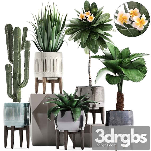 Plant collection 292. cactus, likuala, plumeria, agave, houseplants, luxury pot, flowerpot, exotic, stylish - thumbnail 1