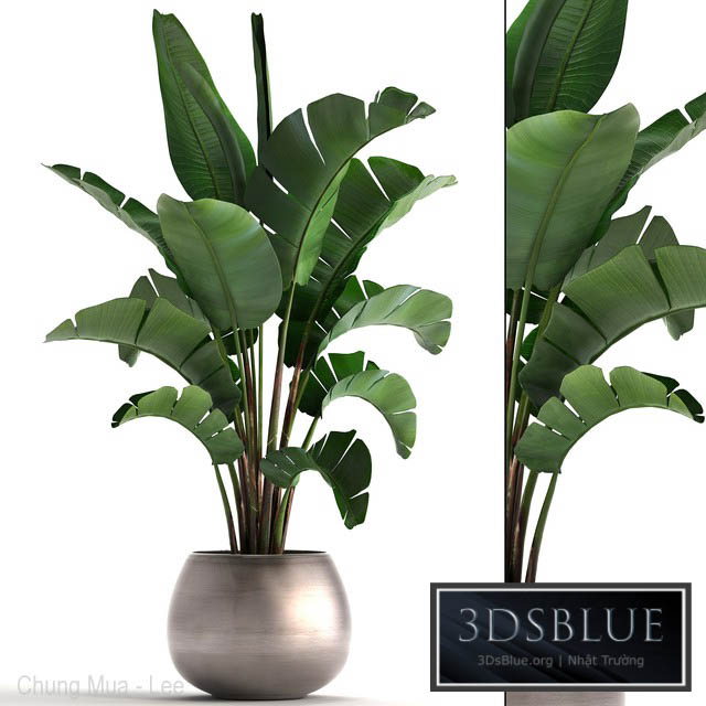 Plant collection 294. Banana pot flowerpot indoor banana strelitzia luxury strelitzia 3DS Max - thumbnail 3