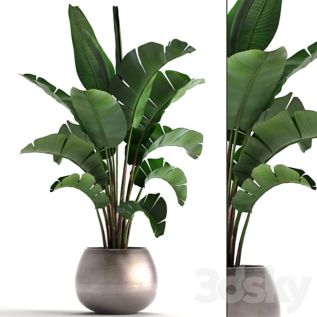 Plant collection 294. Banana. pot. flowerpot. indoor banana. strelitzia. luxury. strelitzia 3DSMax File - thumbnail 1