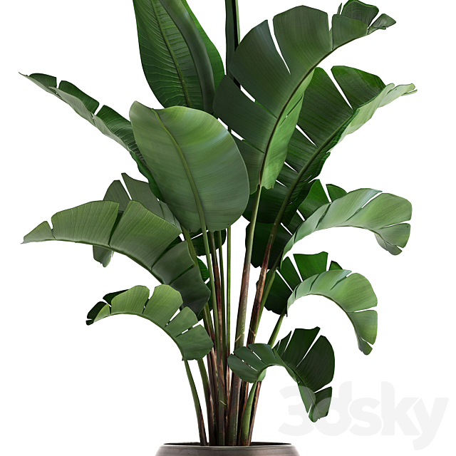 Plant collection 294. Banana. pot. flowerpot. indoor banana. strelitzia. luxury. strelitzia 3DSMax File - thumbnail 2