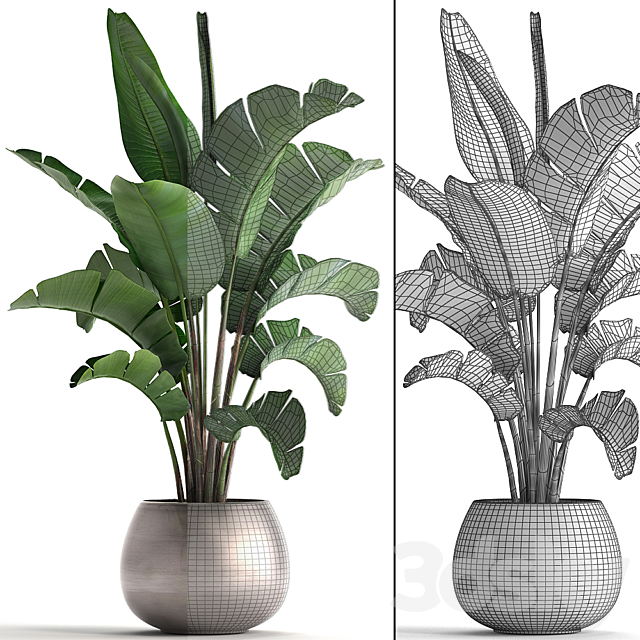 Plant collection 294. Banana. pot. flowerpot. indoor banana. strelitzia. luxury. strelitzia 3DSMax File - thumbnail 3