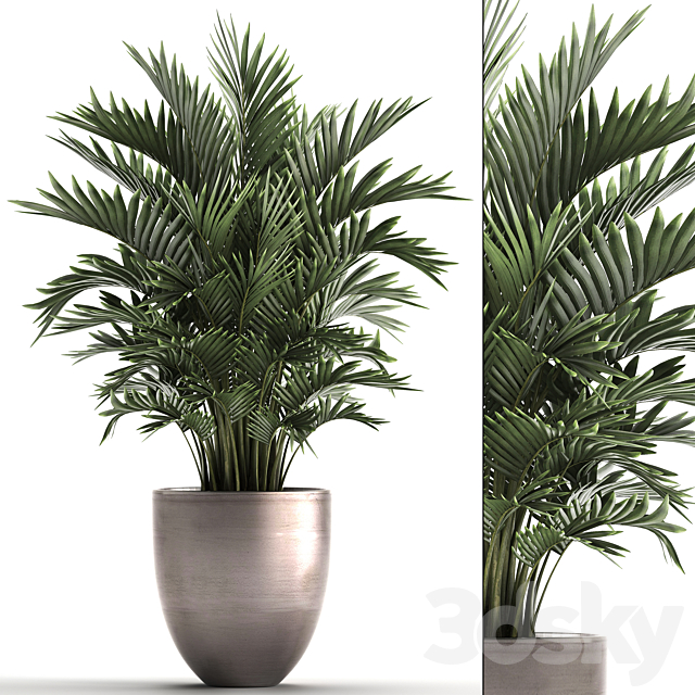 Plant collection 295. Home palm tree. howea. kentia. flowerpot. pot. luxury decor. interior. stylish. Howea forsteriana 3DSMax File - thumbnail 1