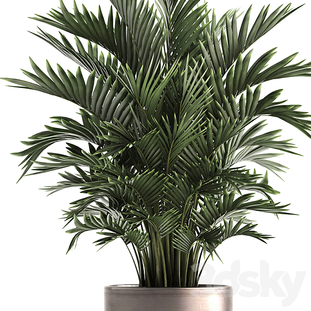 Plant collection 295. Home palm tree. howea. kentia. flowerpot. pot. luxury decor. interior. stylish. Howea forsteriana 3DSMax File - thumbnail 2