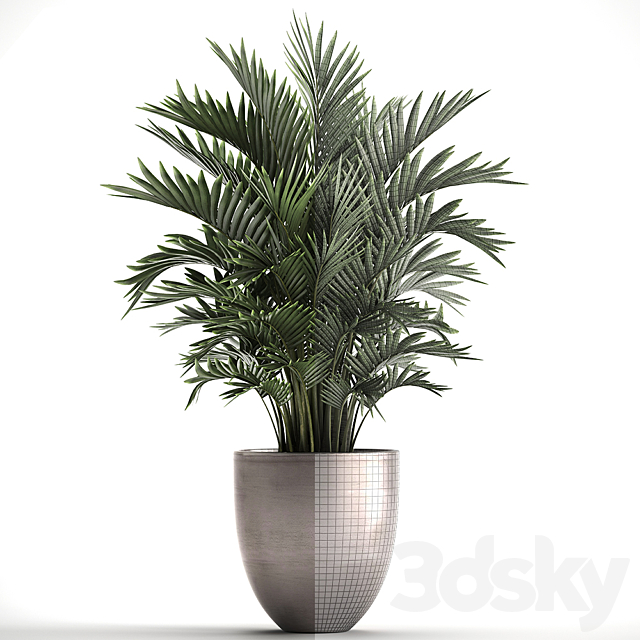 Plant collection 295. Home palm tree. howea. kentia. flowerpot. pot. luxury decor. interior. stylish. Howea forsteriana 3DSMax File - thumbnail 3