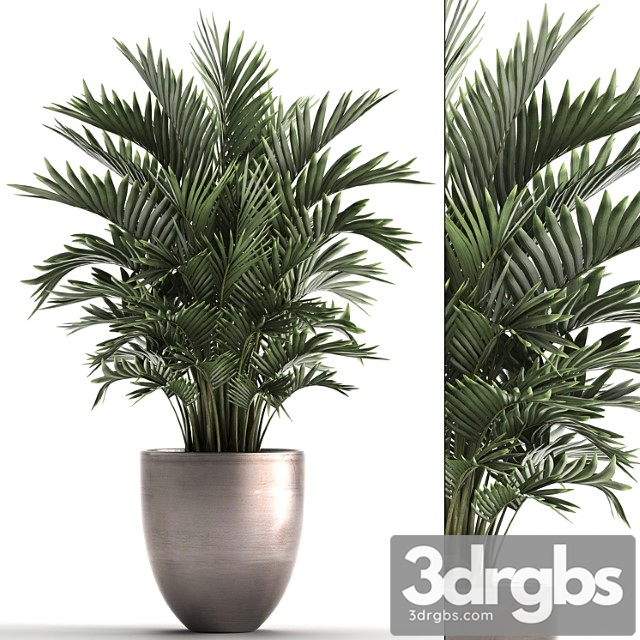 Plant collection 295. home palm tree, howea, kentia, flowerpot, pot, luxury decor, interior, stylish, howea forsteriana - thumbnail 1