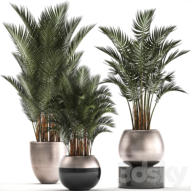 Plant collection 296. Home palm tree. howea. kentia. flowerpot. pot. luxury decor. interior. stylish. Howea forsteriana 3DSMax File - thumbnail 1