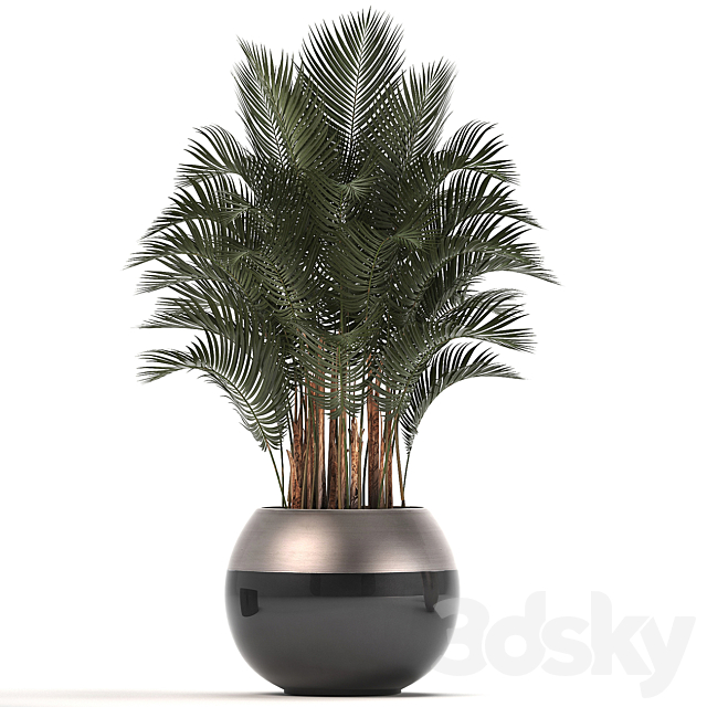 Plant collection 296. Home palm tree. howea. kentia. flowerpot. pot. luxury decor. interior. stylish. Howea forsteriana 3DSMax File - thumbnail 2