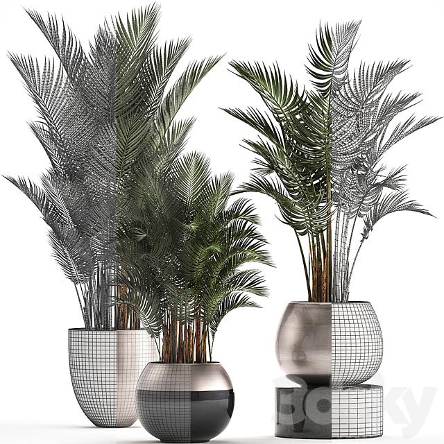 Plant collection 296. Home palm tree. howea. kentia. flowerpot. pot. luxury decor. interior. stylish. Howea forsteriana 3DSMax File - thumbnail 3