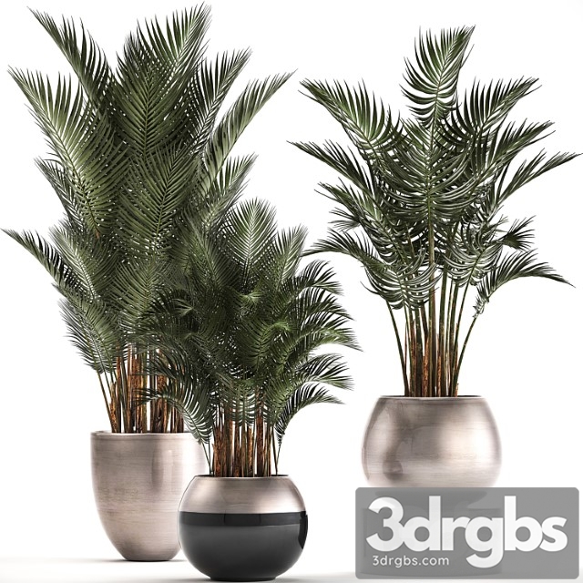 Plant collection 296. home palm tree, howea, kentia, flowerpot, pot, luxury decor, interior, stylish, howea forsteriana - thumbnail 1