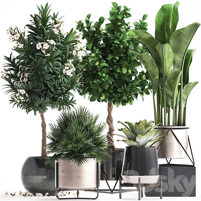 Plant collection 297. Lemon tree. bromeliad. chamerops. oleander. tree. banana. luxury. flowering tree. luxury decor. small tree. Chamaerops palm 3DSMax File - thumbnail 1