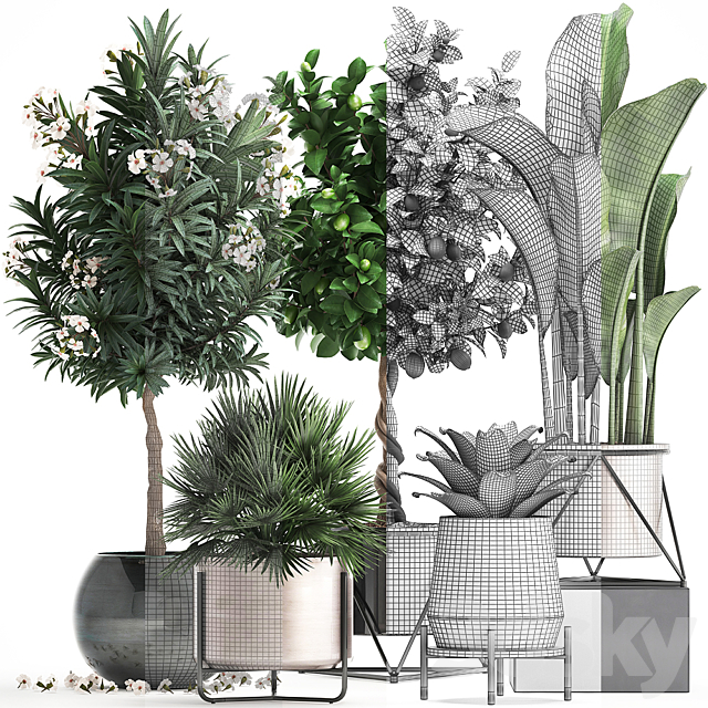 Plant collection 297. Lemon tree. bromeliad. chamerops. oleander. tree. banana. luxury. flowering tree. luxury decor. small tree. Chamaerops palm 3DSMax File - thumbnail 3