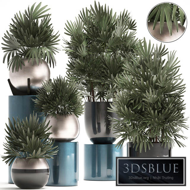 Plant collection 299. Interior palm tree rapis pot flowerpot luxury pot bushes thickets Raphis Palm stylish plants 3DS Max - thumbnail 3