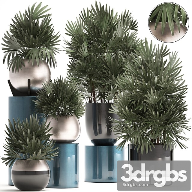 Plant collection 299. interior palm tree, rapis, pot, flowerpot, luxury pot, bushes, thickets, raphis palm, stylish plants - thumbnail 1