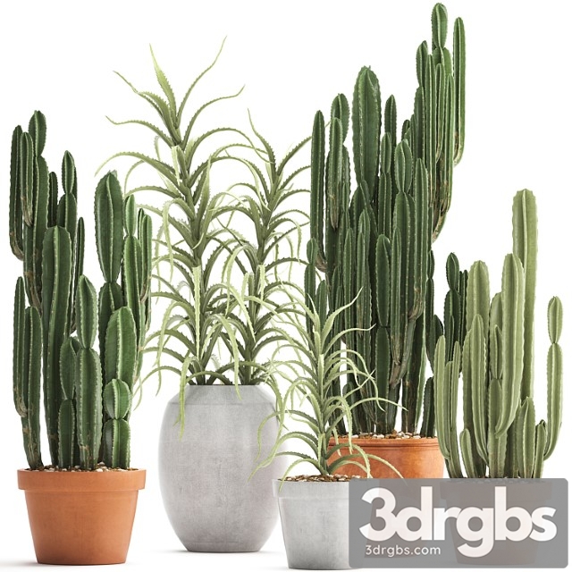 Plant collection 302. cactus set. cacti, cereus, aloe, indoor cactus, pot, flowerpot, clay, clinker, aloe, concrete, desert plants, outdoor - thumbnail 1