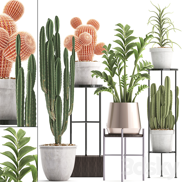 Plant collection 303. Cactus set. Cactus cereus Zamioculcas aloe shelf with flowers stand Aloe desert plants interior concrete outdoor 3DS Max - thumbnail 1