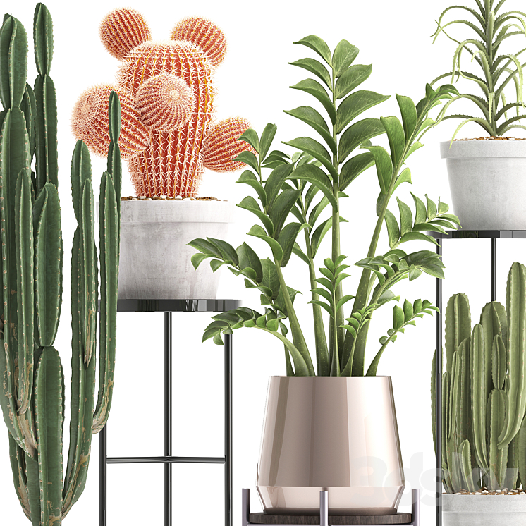 Plant collection 303. Cactus set. Cactus cereus Zamioculcas aloe shelf with flowers stand Aloe desert plants interior concrete outdoor 3DS Max - thumbnail 2