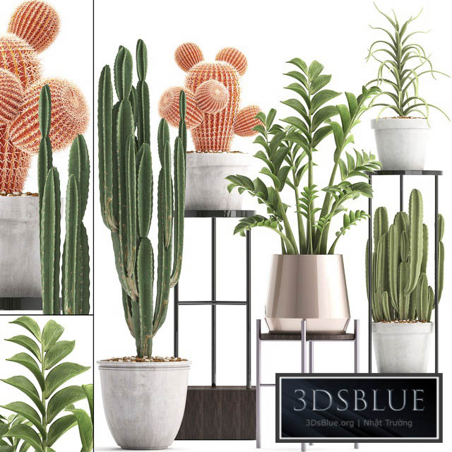 Plant collection 303. Cactus set. Cactus cereus Zamioculcas aloe shelf with flowers stand Aloe desert plants interior concrete outdoor 3DS Max - thumbnail 3