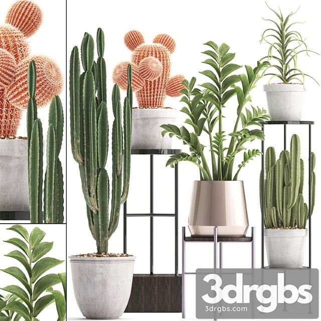 Plant collection 303. cactus set. cactus, cereus, zamioculcas, aloe, shelf with flowers, stand, aloe, desert plants, interior, concrete, outdoor - thumbnail 1