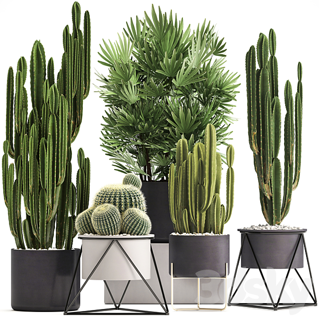 Plant collection 307. Cacti. palm tree. pot. flowerpot. Rapis. Cereus. Barrel cactus. interior. stylish. ecotic. Raphis Palm 3DSMax File - thumbnail 1