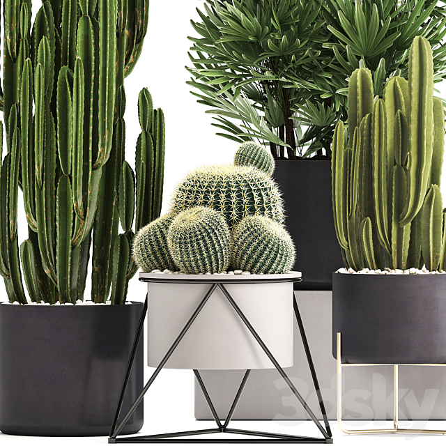 Plant collection 307. Cacti. palm tree. pot. flowerpot. Rapis. Cereus. Barrel cactus. interior. stylish. ecotic. Raphis Palm 3DSMax File - thumbnail 2