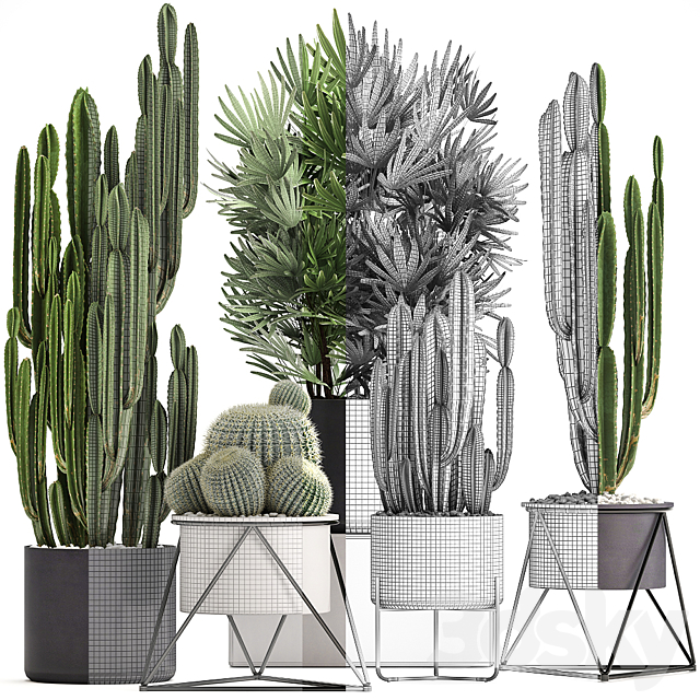 Plant collection 307. Cacti. palm tree. pot. flowerpot. Rapis. Cereus. Barrel cactus. interior. stylish. ecotic. Raphis Palm 3DSMax File - thumbnail 3