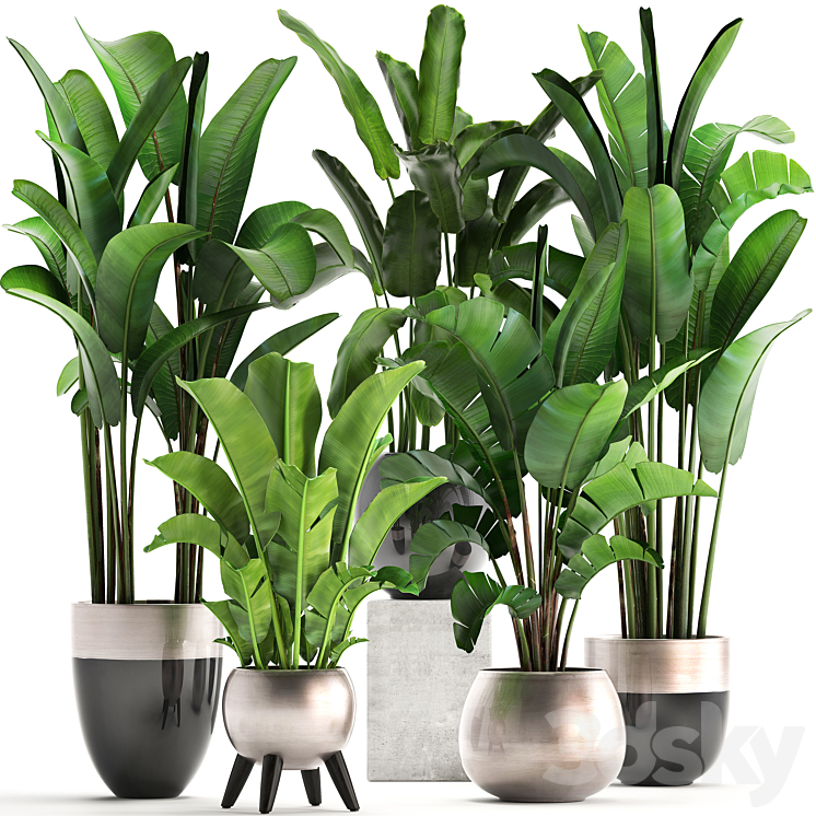 Plant collection 308. Strelitzia banana Ravenala pot flowerpot indoor plants luxury Strelitzia luxury pot decor bushes thickets 3DS Max - thumbnail 1