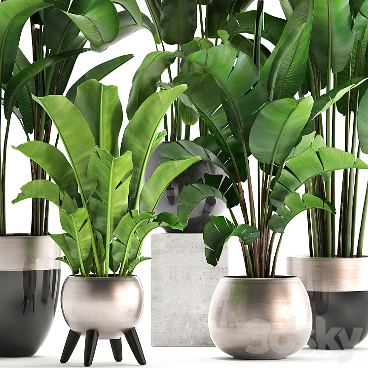 Plant collection 308. Strelitzia banana Ravenala pot flowerpot indoor plants luxury Strelitzia luxury pot decor bushes thickets 3DS Max - thumbnail 2