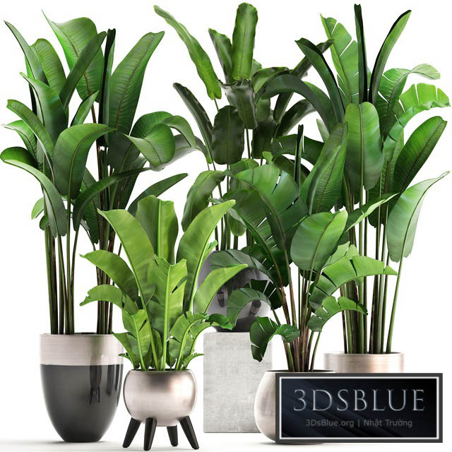 Plant collection 308. Strelitzia banana Ravenala pot flowerpot indoor plants luxury Strelitzia luxury pot decor bushes thickets 3DS Max - thumbnail 3