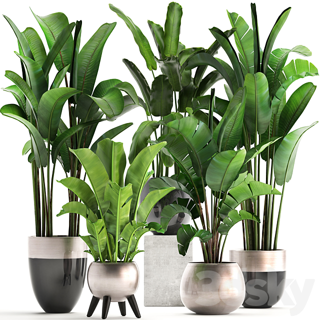 Plant collection 308. Strelitzia. banana. Ravenala. pot. flowerpot. indoor plants. luxury. Strelitzia. luxury pot. decor. bushes. thickets 3DSMax File - thumbnail 1