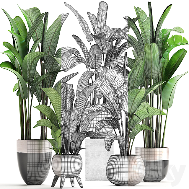 Plant collection 308. Strelitzia. banana. Ravenala. pot. flowerpot. indoor plants. luxury. Strelitzia. luxury pot. decor. bushes. thickets 3DSMax File - thumbnail 3