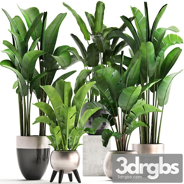 Plant collection 308. strelitzia, banana, ravenala, pot, flowerpot, indoor plants, luxury, strelitzia, luxury pot, decor, bushes, thickets - thumbnail 1